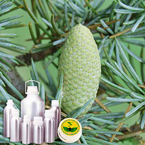 Cedar Leaf (Thuja) Water