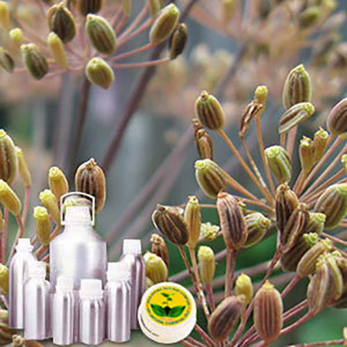 Dill Seed Oil