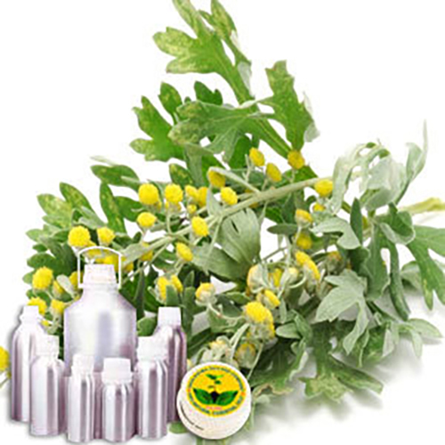 Wormwood Oil