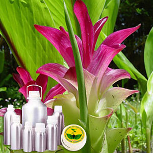 Zedoaria Oil