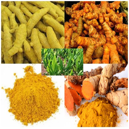 Yellow Fresh Turmeric