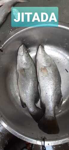 Jitada fish