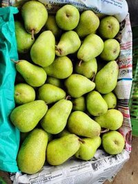 Babugosha Fruit
