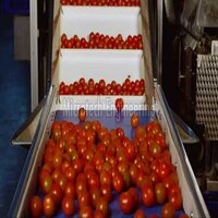 Tomato Sorting Conveyor
