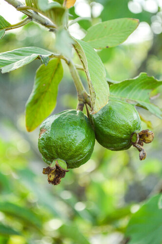 Guava Plants By MUBARAK NURSERY