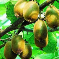 Kiwi Fruit Plant