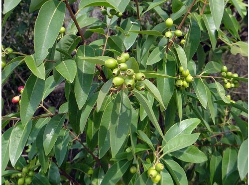 Sandalwood Plant