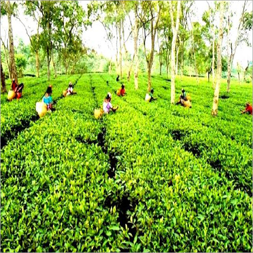 Assam Green Tea Leaf - Whole Leaf Loose Tea Brown Color Solid Extract Organic Tea Rich in Antioxidants Freshly Processed for Smooth Flavor