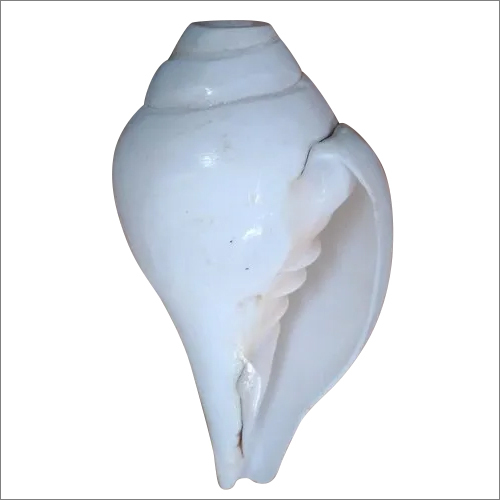 Edampuri Sangu And Valampuri Sangu