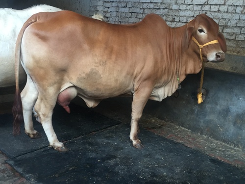 Sahiwal Cow Farm