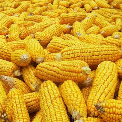 Hybrid Maize Seeds