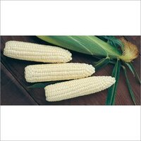 Research Hybrid Maize Seeds