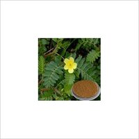 Tribulus Extract