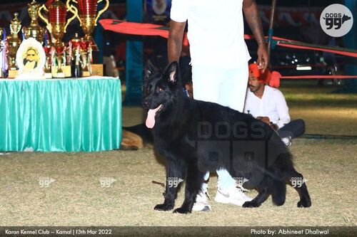 ROMERO EURO BREED (STAR BOY OF CHUGH KENNEL)