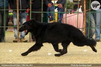 ROMERO EURO BREED (STAR BOY OF CHUGH KENNEL)