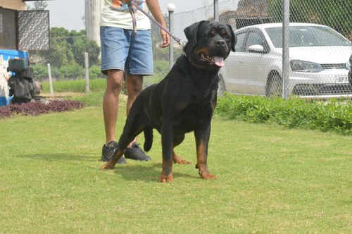 CHUGH KENNEL