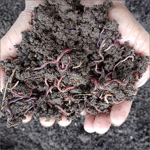 Vermi Compost Fertilizer Application: Agriculture