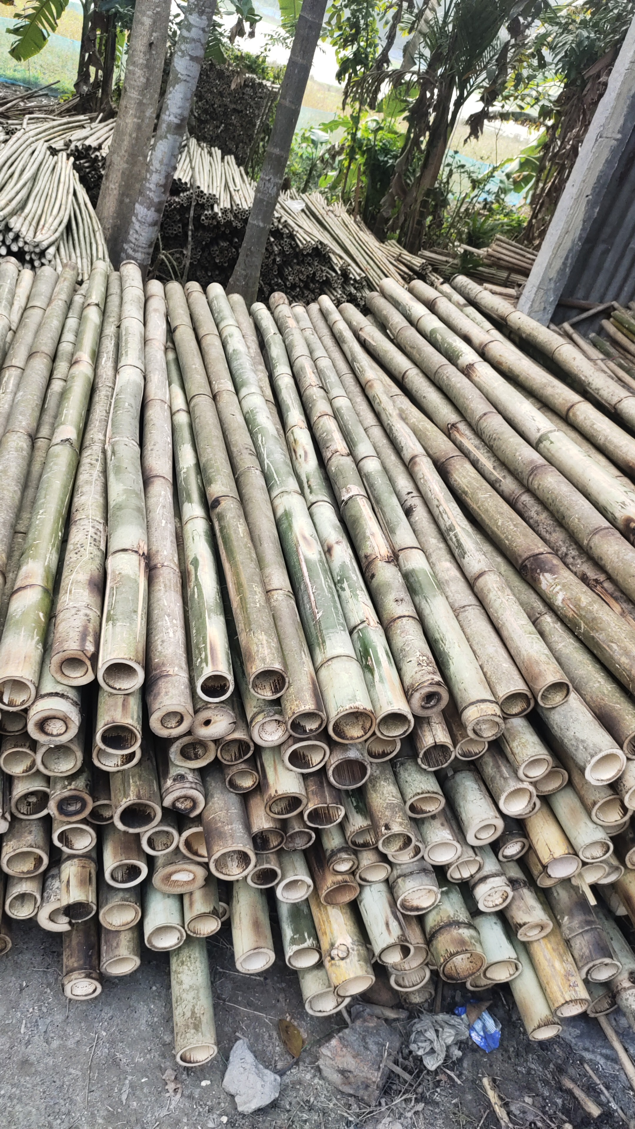 All kinds of bamboo sticks for plantation