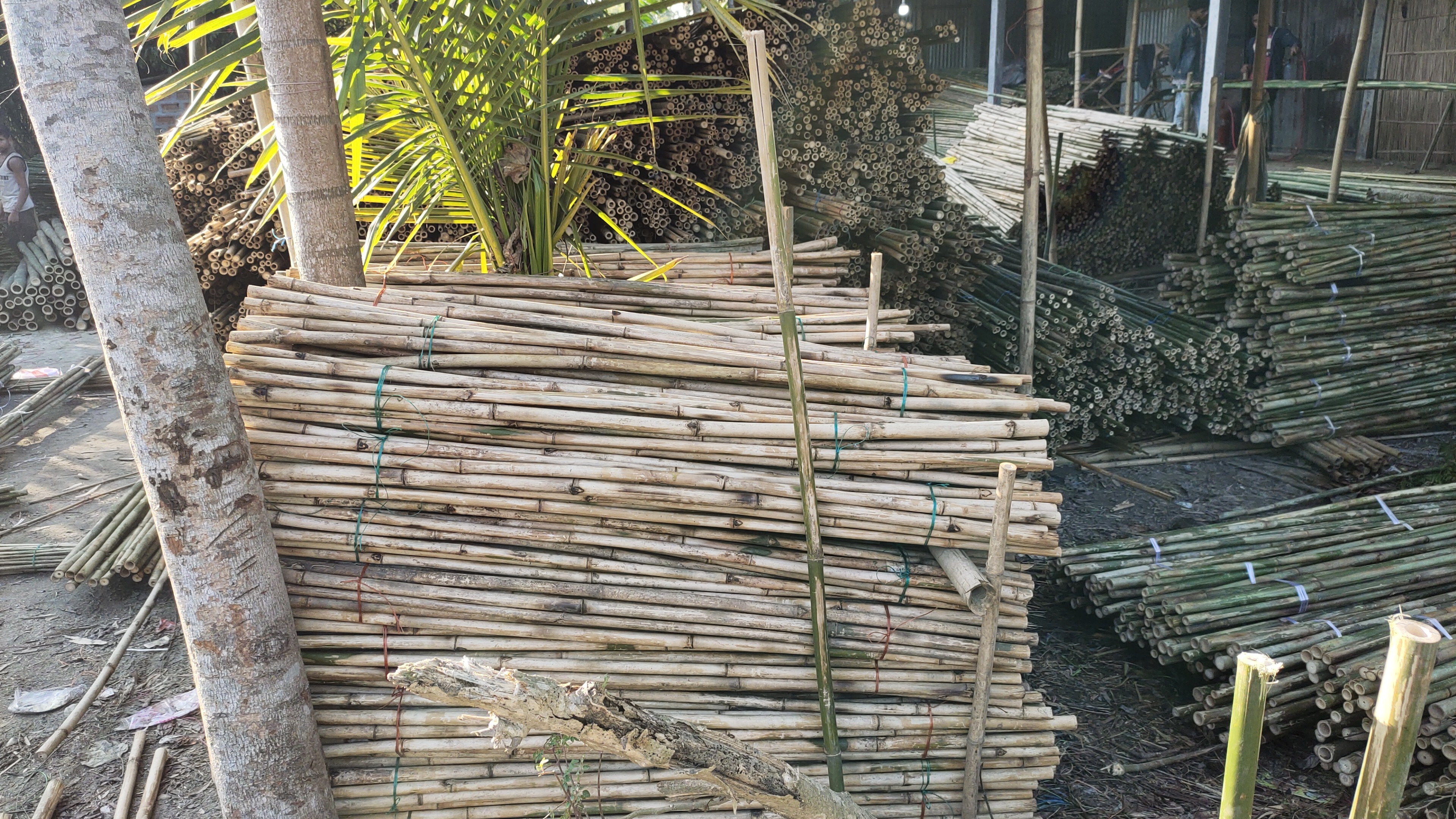 All kinds of bamboo sticks for plantation