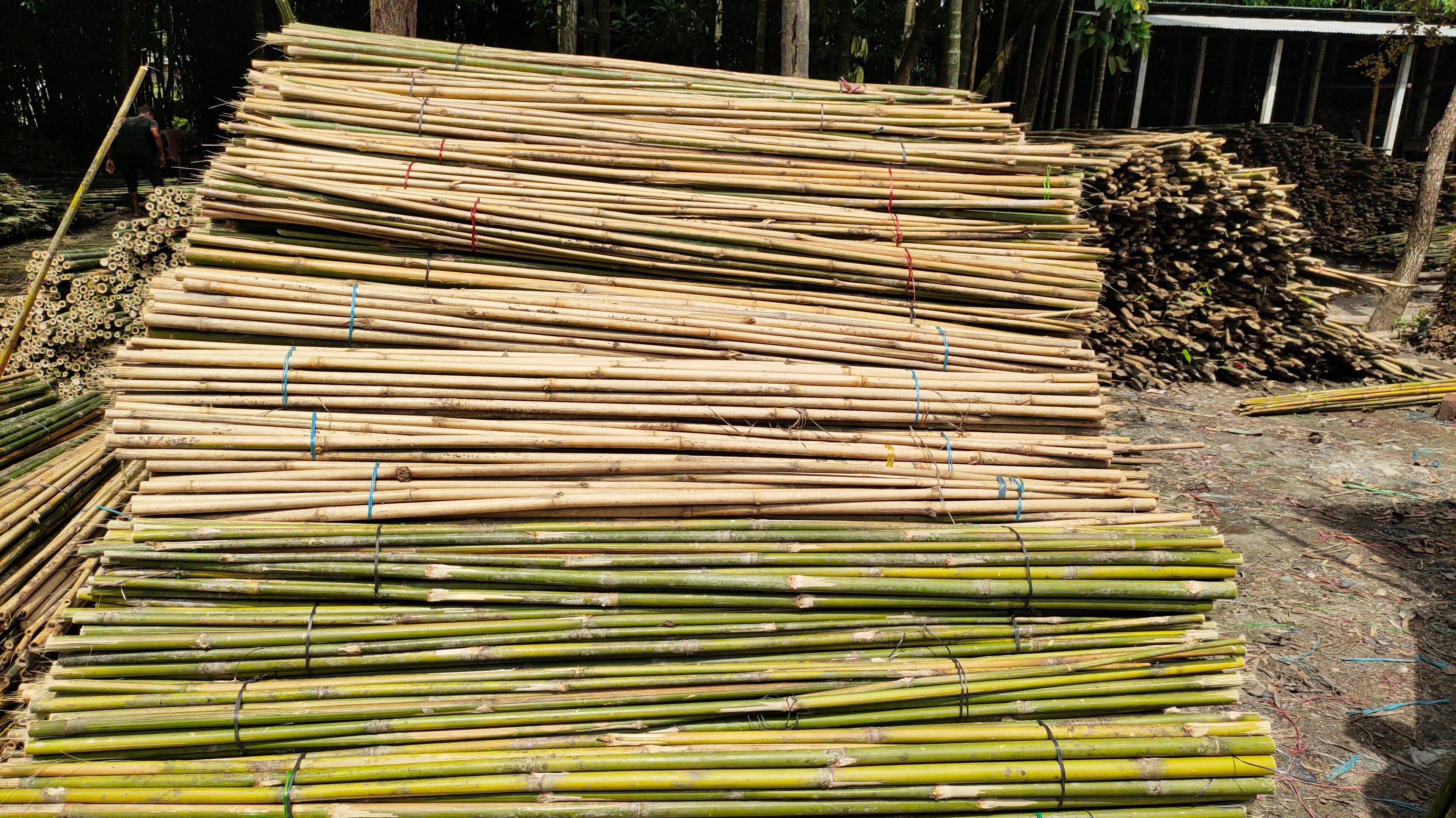 All kinds of bamboo sticks for plantation