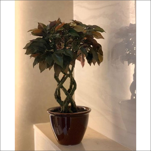 Artificial Bonsai Ficus Plant