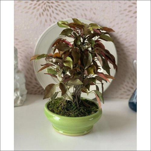 Moisture Proof Artificial Ficus Bonsai Plant