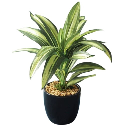 Artificial Dracaena Fragrans Plant