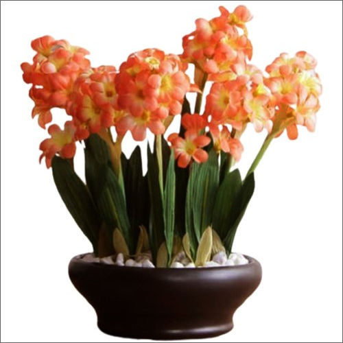 Moisture Proof Orange Hyacinth Bonsai Plant