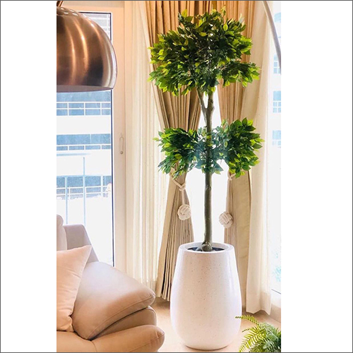 Double Decker Ficus Plant