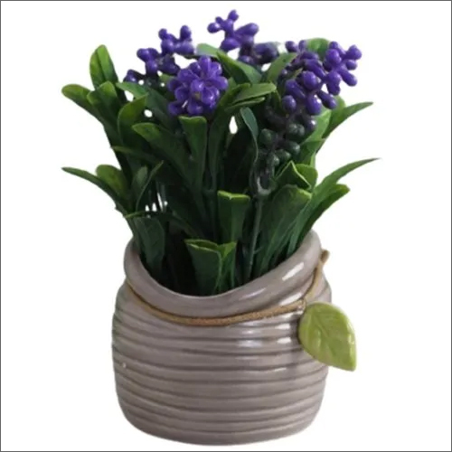 Purple Hyacinth Bonsai Plant
