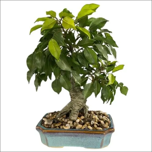 Green Mini Ficus Bonsai Tree