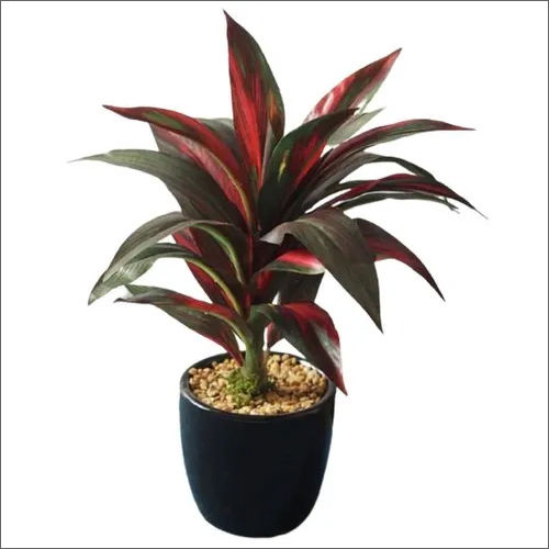 Dracaena Bonsai Plant
