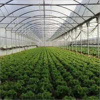 Modular White Agricultural Greenhouse Greenhouse Size: Large