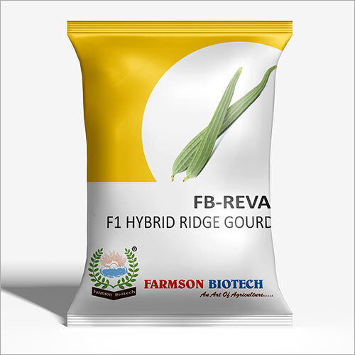 REVA F1 Hybrid Ridge Gourd - 50 Grams Ridge Gourd Seeds | Shelf Life: 6 Months Variety: Ridge Gourd Seeds