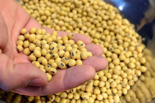 Dry Natural SoyaBeans Seeds and  Oil