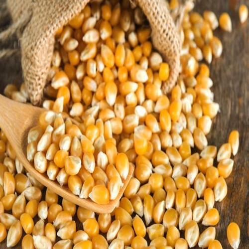 Dried Yellow Corn / Dried Yellow Maize / Dried Yellow Corn for Animal Feed
