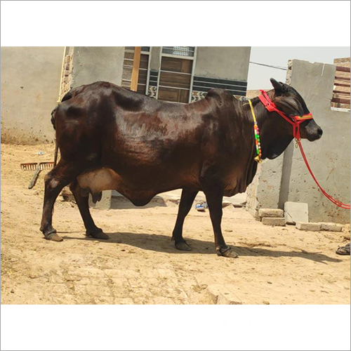 Black Kapila Cow