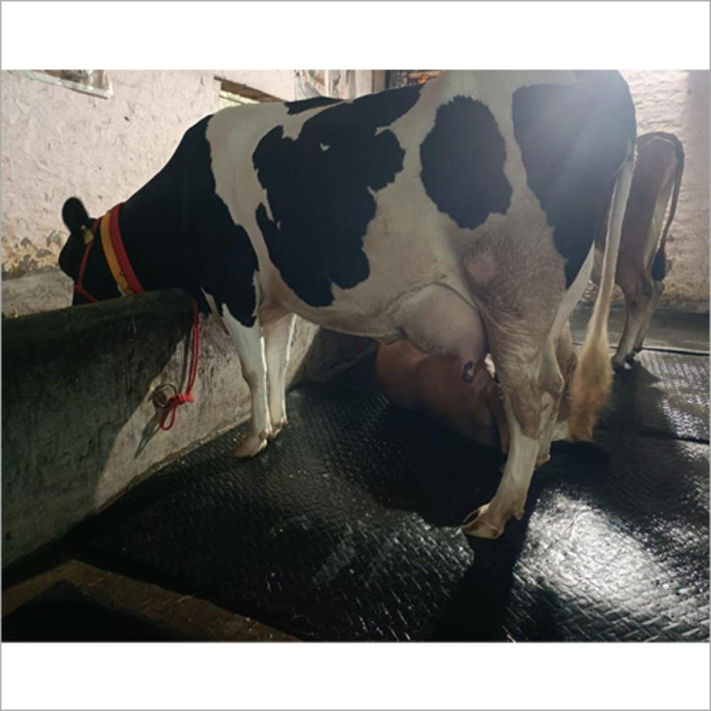 Dairy Cattle Breed