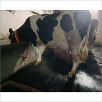 Dairy Cattle Breed - Color: Black