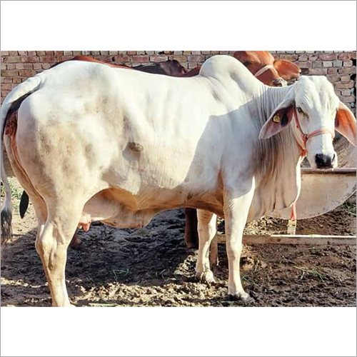 Hariana cattle