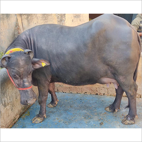 Murrah Buffalo - Color: Black