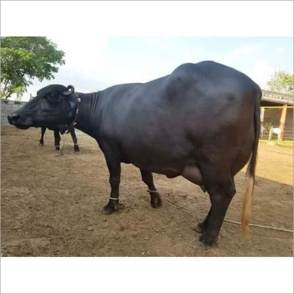 Black Murrah Buffalo - Weight: 900 Kilograms (Kg)