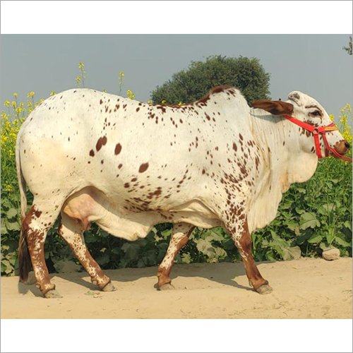 Rathi Cattle
