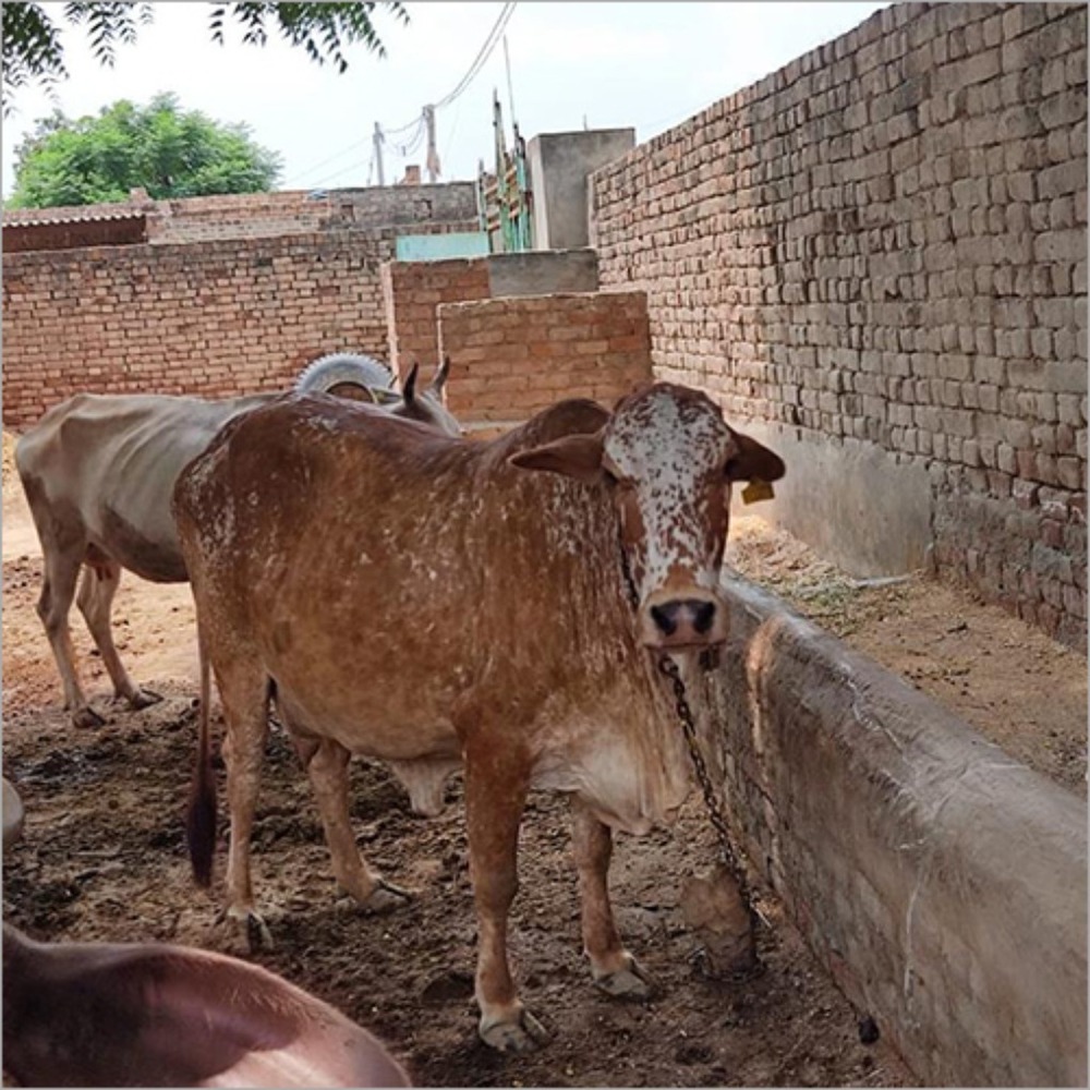 Rathi Cow - Color: White