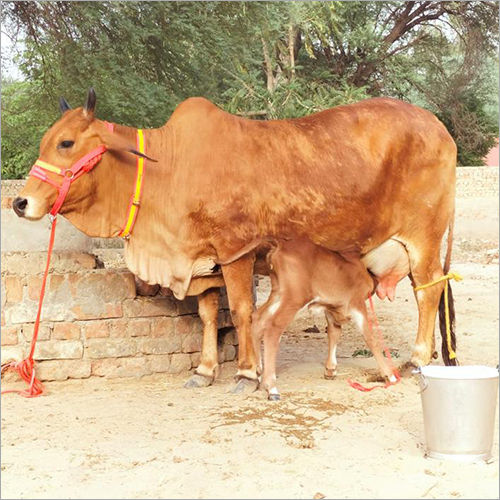 Sahiwal Cattle