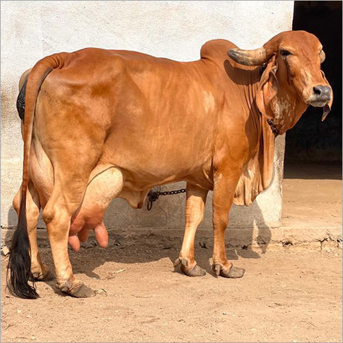 Sahiwal Cattle Breed - Color: Brown