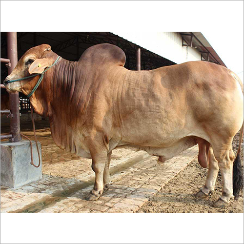 Zebu Cow