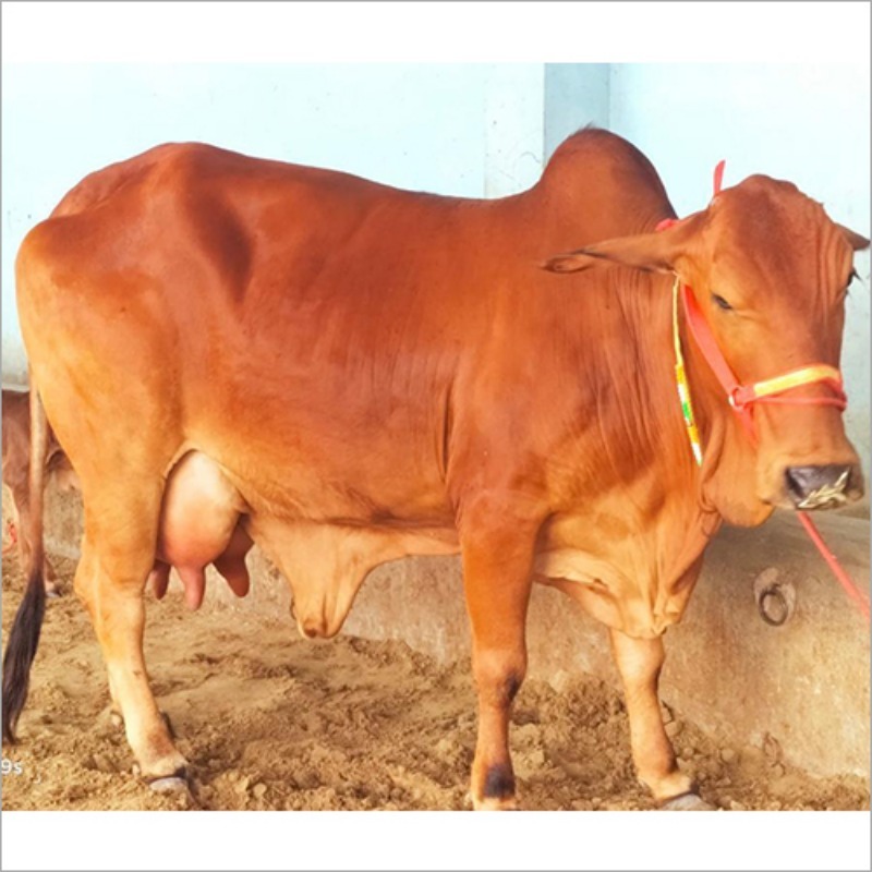 Sahiwal Cow - Color: Brown