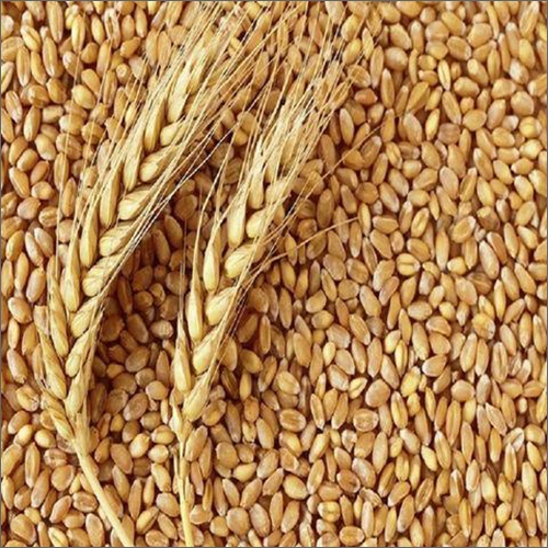 2F Wheat Grain - Color: Brown