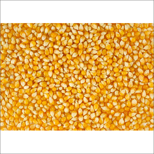 Grade Aa Yellow Corn